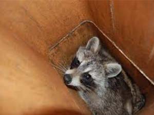 Critter Inside Chimney